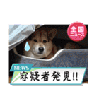 あずきとタンタン⭐︎時々ニセあずきとめ♪（個別スタンプ：34）