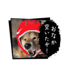 あずきとタンタン⭐︎時々ニセあずきとめ♪（個別スタンプ：36）