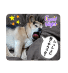 あずきとタンタン⭐︎時々ニセあずきとめ♪（個別スタンプ：37）