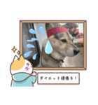 あずきとタンタン⭐︎時々ニセあずきとめ♪（個別スタンプ：39）