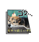 あずきとタンタン⭐︎時々ニセあずきとめ♪（個別スタンプ：40）