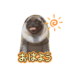 パグの空さん（個別スタンプ：1）