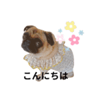 パグの空さん（個別スタンプ：3）