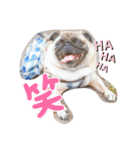 パグの空さん（個別スタンプ：5）
