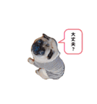 パグの空さん（個別スタンプ：17）