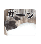 パグの空さん（個別スタンプ：20）