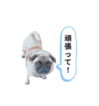 パグの空さん（個別スタンプ：25）