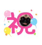 パグの空さん（個別スタンプ：33）