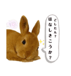 ちゃ美＆うさ太スタンプ（個別スタンプ：1）