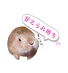 ちゃ美＆うさ太スタンプ（個別スタンプ：14）