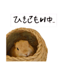 ちゃ美＆うさ太スタンプ（個別スタンプ：19）