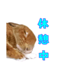 ちゃ美＆うさ太スタンプ（個別スタンプ：23）