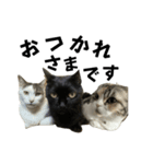 高橋家の猫たち4（個別スタンプ：1）