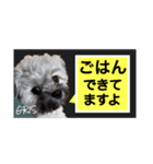 家族に使って欲しい愛犬のスタンプ（個別スタンプ：2）