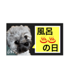 家族に使って欲しい愛犬のスタンプ（個別スタンプ：3）