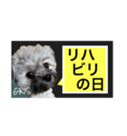家族に使って欲しい愛犬のスタンプ（個別スタンプ：4）