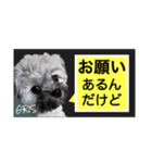 家族に使って欲しい愛犬のスタンプ（個別スタンプ：5）