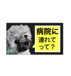 家族に使って欲しい愛犬のスタンプ（個別スタンプ：6）