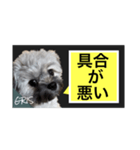 家族に使って欲しい愛犬のスタンプ（個別スタンプ：7）