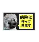 家族に使って欲しい愛犬のスタンプ（個別スタンプ：8）