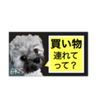 家族に使って欲しい愛犬のスタンプ（個別スタンプ：9）