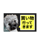 家族に使って欲しい愛犬のスタンプ（個別スタンプ：10）