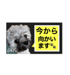 家族に使って欲しい愛犬のスタンプ（個別スタンプ：12）