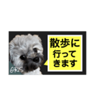 家族に使って欲しい愛犬のスタンプ（個別スタンプ：13）