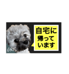 家族に使って欲しい愛犬のスタンプ（個別スタンプ：14）