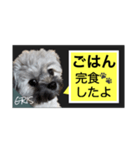 家族に使って欲しい愛犬のスタンプ（個別スタンプ：15）