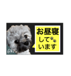 家族に使って欲しい愛犬のスタンプ（個別スタンプ：16）