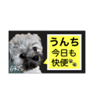家族に使って欲しい愛犬のスタンプ（個別スタンプ：17）