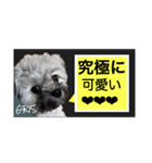 家族に使って欲しい愛犬のスタンプ（個別スタンプ：19）