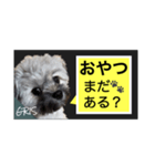 家族に使って欲しい愛犬のスタンプ（個別スタンプ：20）