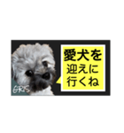 家族に使って欲しい愛犬のスタンプ（個別スタンプ：23）