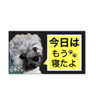 家族に使って欲しい愛犬のスタンプ（個別スタンプ：24）