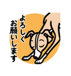 【フォーン】1年中使えるイタグレスタンプ（個別スタンプ：9）