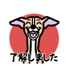 【フォーン】1年中使えるイタグレスタンプ（個別スタンプ：10）