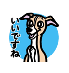 【フォーン】1年中使えるイタグレスタンプ（個別スタンプ：13）