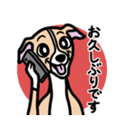 【フォーン】1年中使えるイタグレスタンプ（個別スタンプ：17）