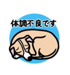 【フォーン】1年中使えるイタグレスタンプ（個別スタンプ：20）