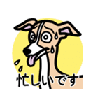 【フォーン】1年中使えるイタグレスタンプ（個別スタンプ：22）