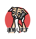 【フォーン】1年中使えるイタグレスタンプ（個別スタンプ：24）