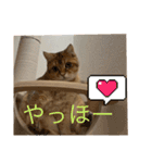 毎日使える！ブリちゃんのコムギスタンプ！（個別スタンプ：4）