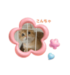 毎日使える！ブリちゃんのコムギスタンプ！（個別スタンプ：11）