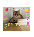 毎日使える！ブリちゃんのコムギスタンプ！（個別スタンプ：14）