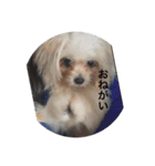犬＆‪ハムスター＆亀（個別スタンプ：3）
