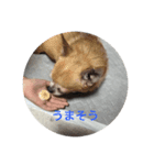 犬＆‪ハムスター＆亀（個別スタンプ：7）