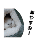 新おもしろかわいい ハムスタースタンプ！（個別スタンプ：9）