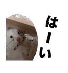 新おもしろかわいい ハムスタースタンプ！（個別スタンプ：20）